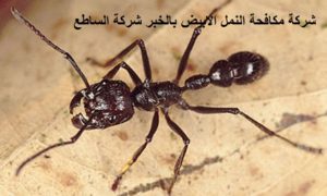 مكافحة النمل الابيض بالخبر