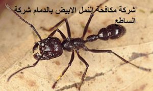 مكافحة النمل الابيض بالدمام